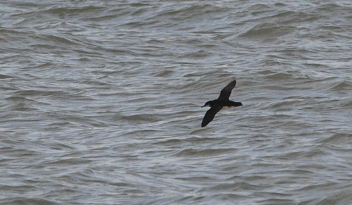 マンクスミズナギドリ - ML647348148