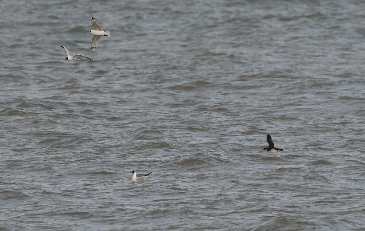 マンクスミズナギドリ - ML647348149