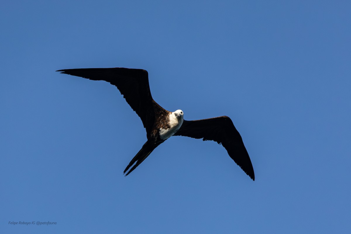 アメリカグンカンドリ - ML647348150