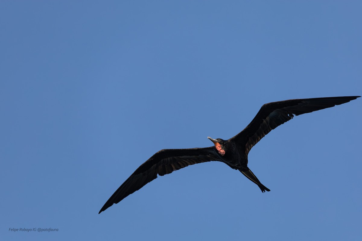 アメリカグンカンドリ - ML647348151