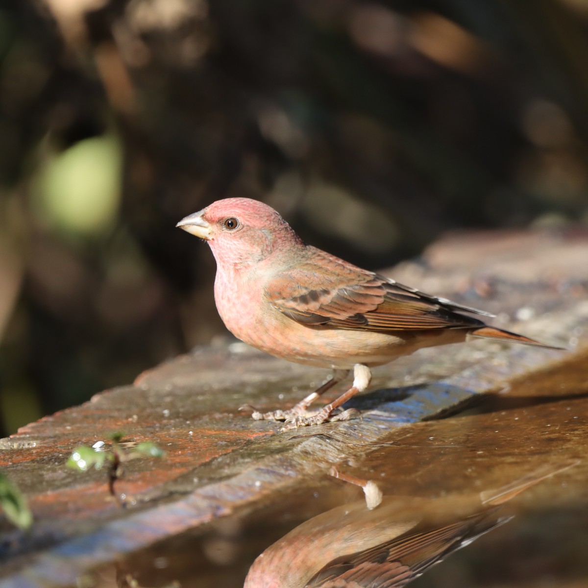 アカマシコ - ML647348153