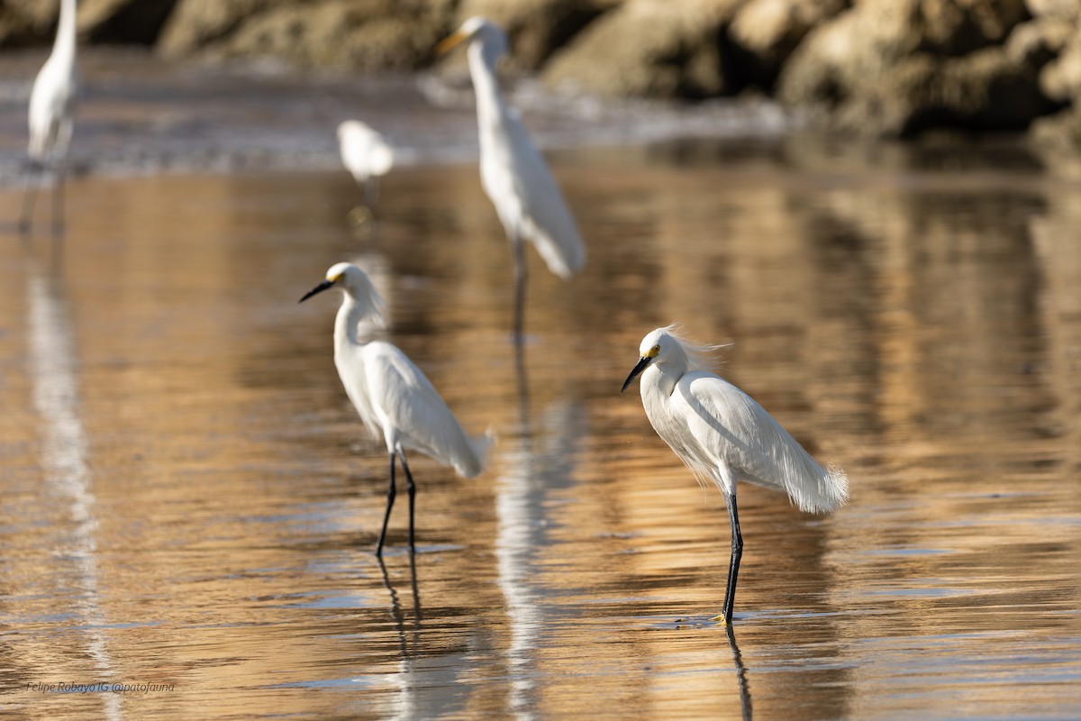 ユキコサギ - ML647348154