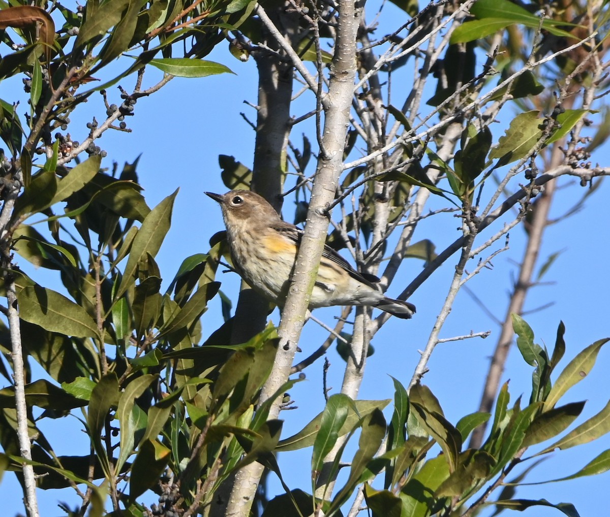 キヅタアメリカムシクイ - ML647348156