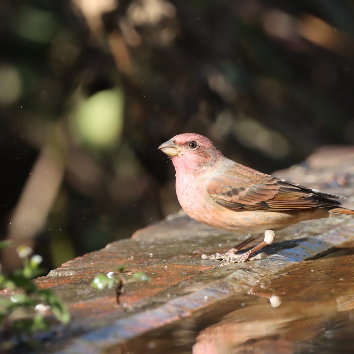 アカマシコ - ML647348157