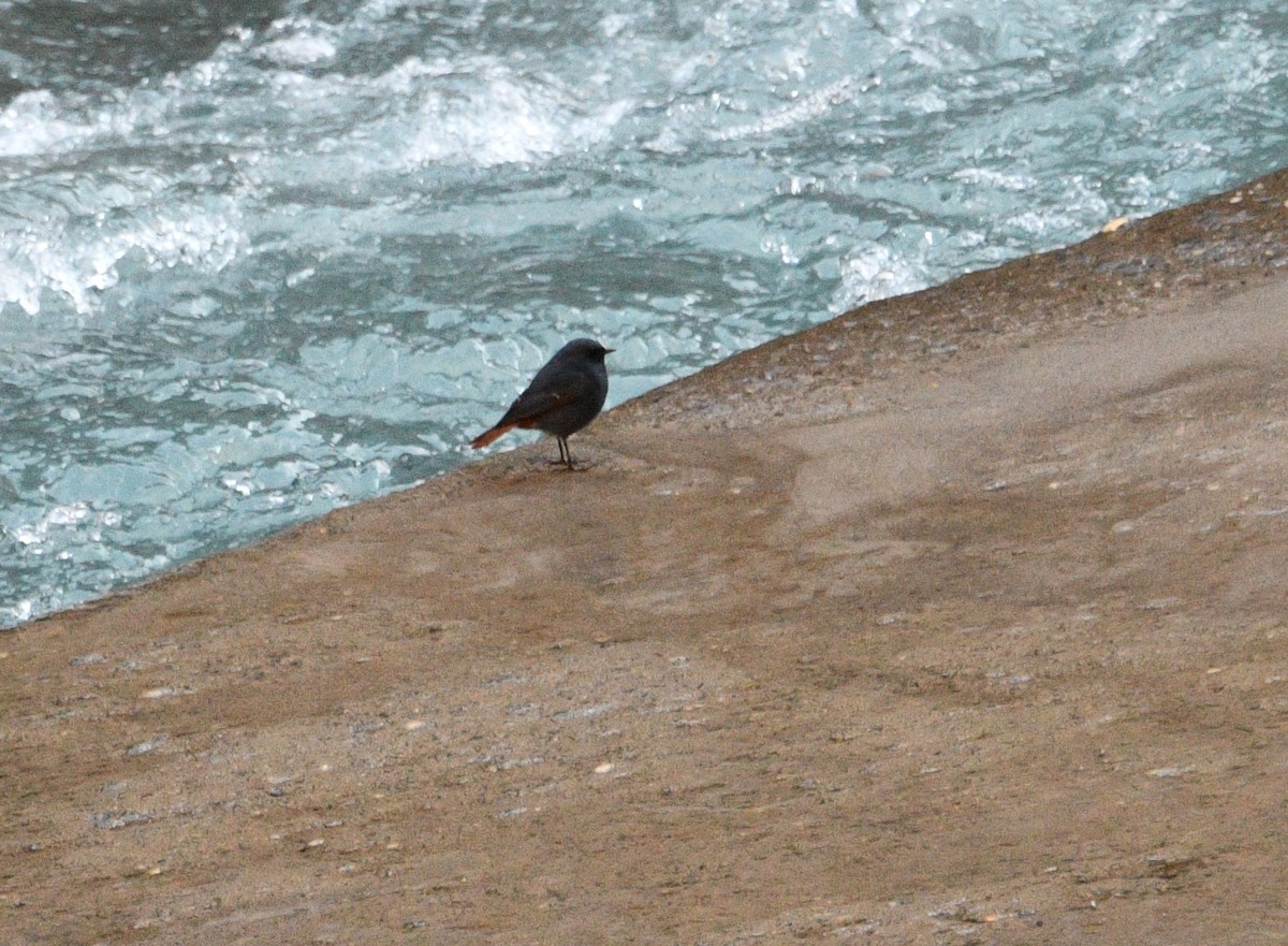 カワビタキ - ML647348158