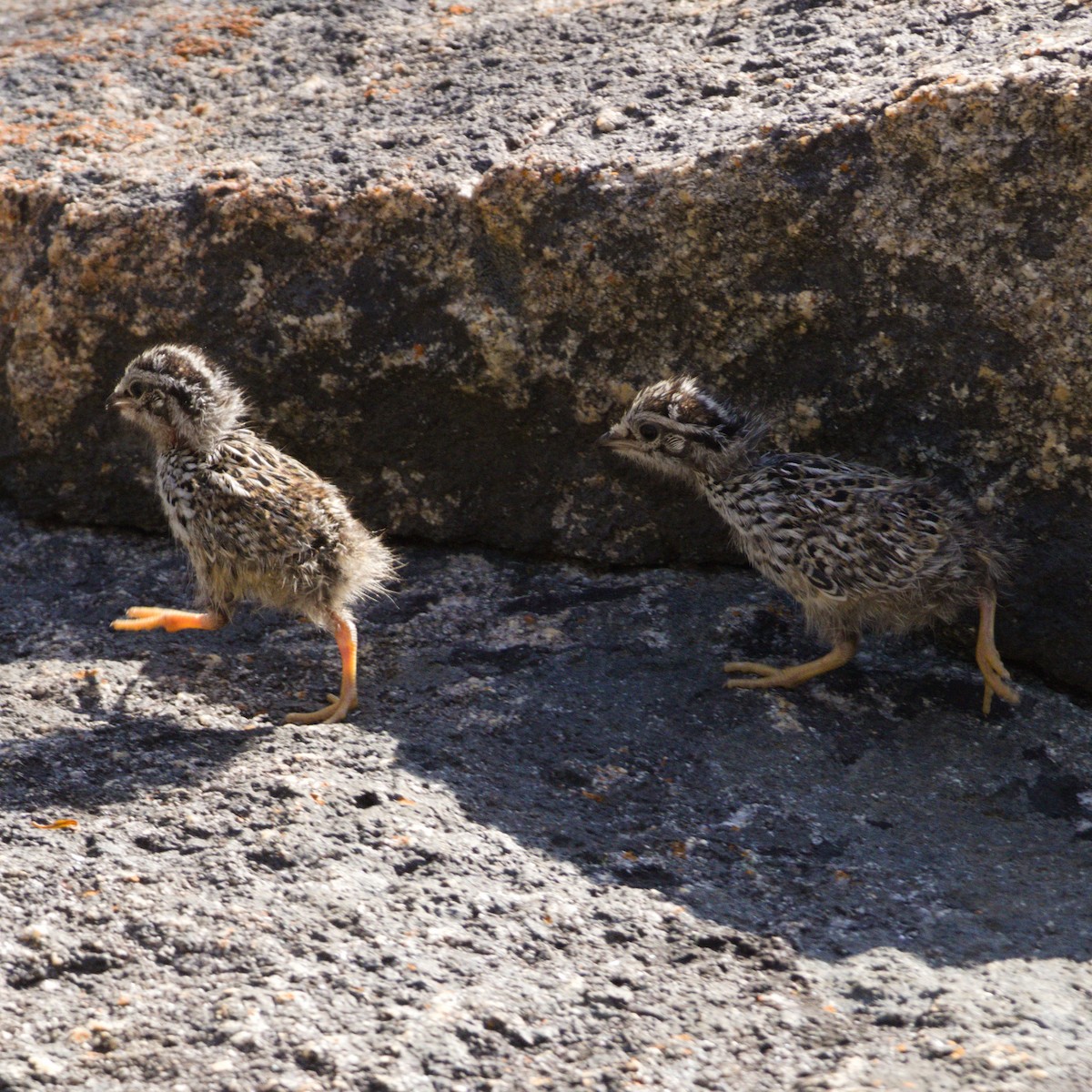 オーストラリアウズラ - ML647348159