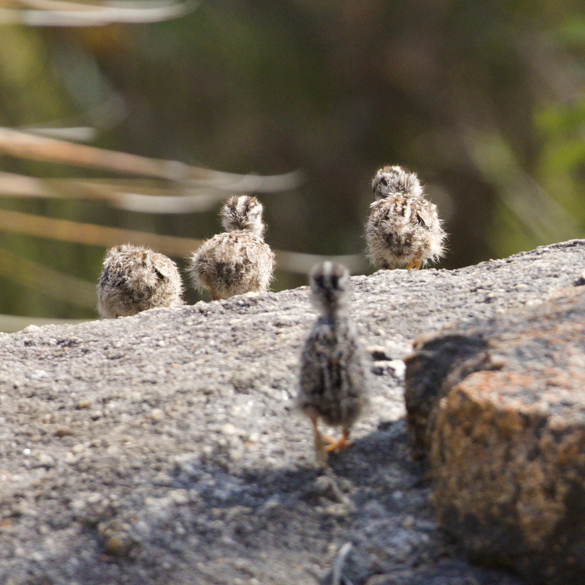 オーストラリアウズラ - ML647348160