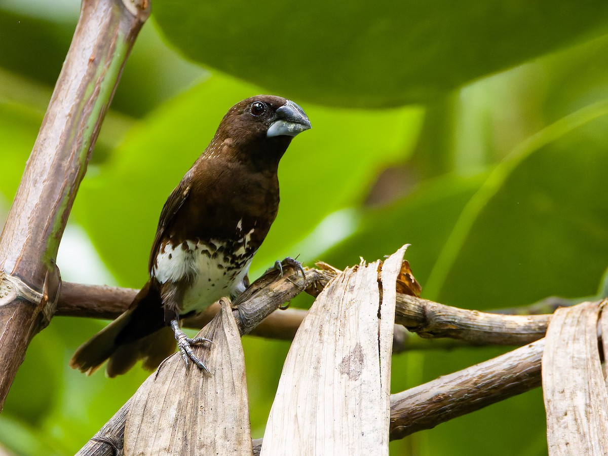 シロハラキンパラ - ML647348161