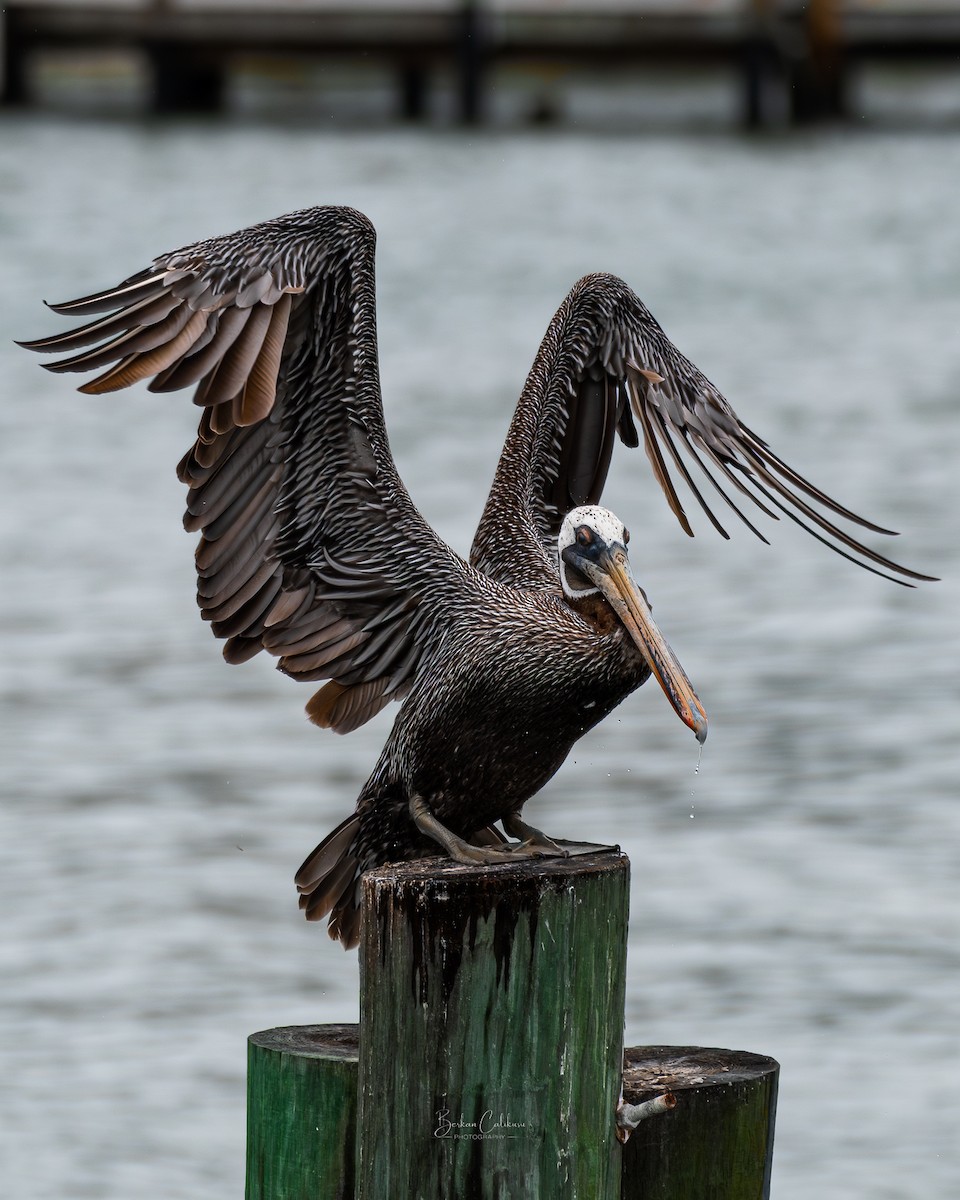 カッショクペリカン - ML647348162