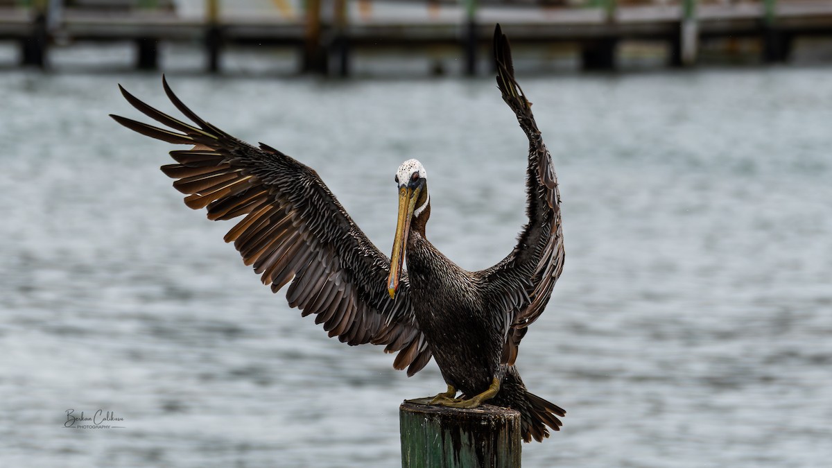 カッショクペリカン - ML647348163