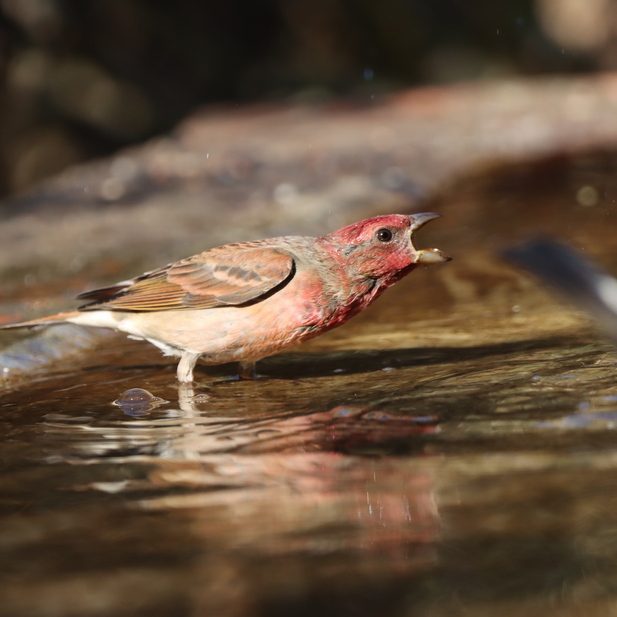 アカマシコ - ML647348166