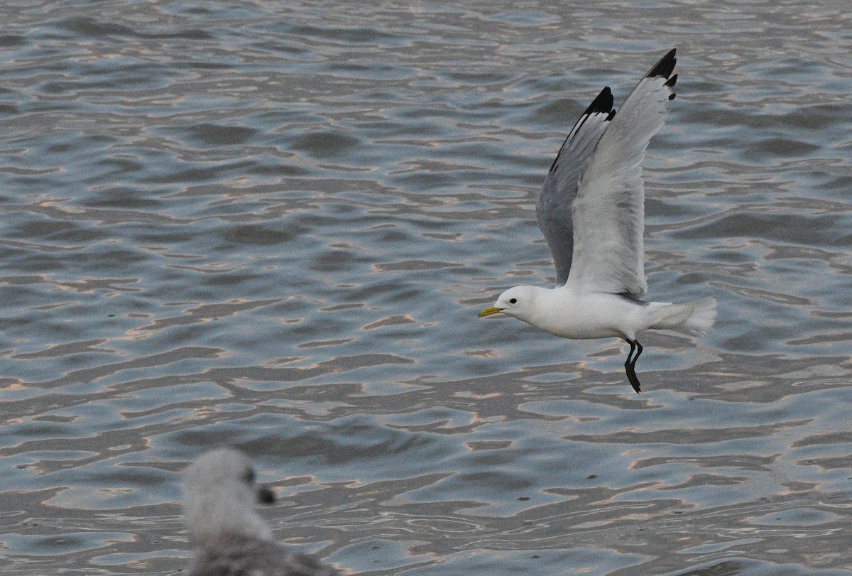 ミツユビカモメ - ML647348167