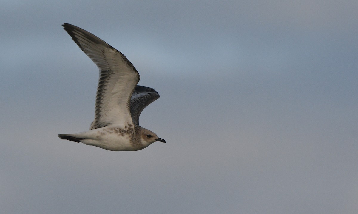 ニシズグロカモメ - ML647348168