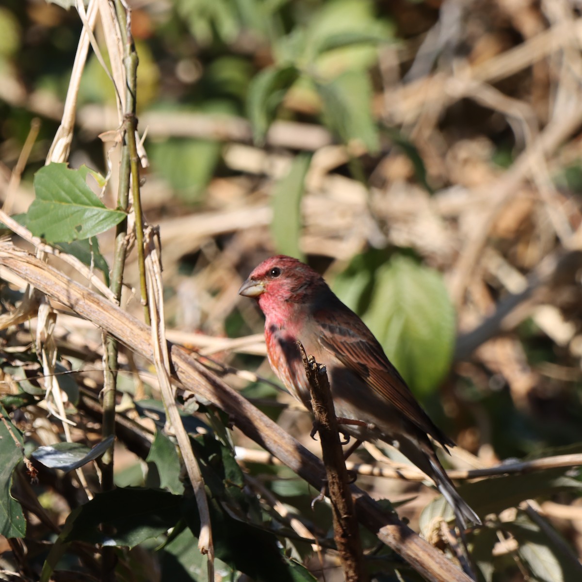 アカマシコ - ML647348169