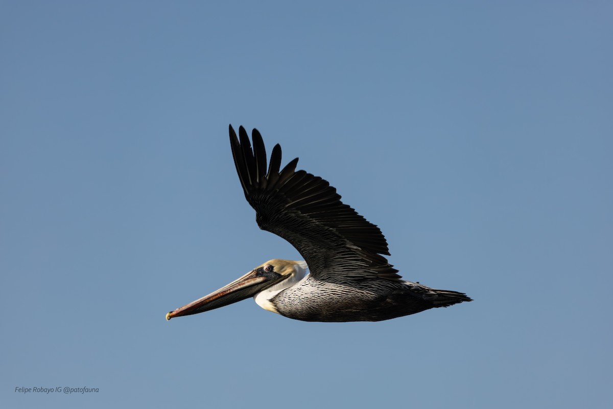 カッショクペリカン - ML647348170