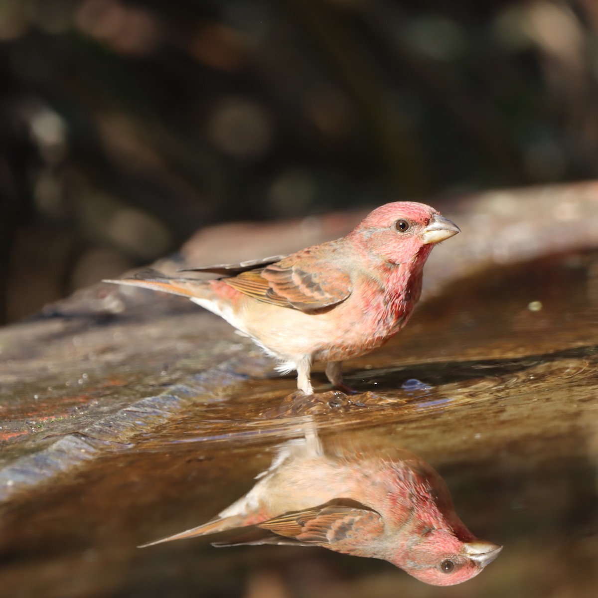 アカマシコ - ML647348171