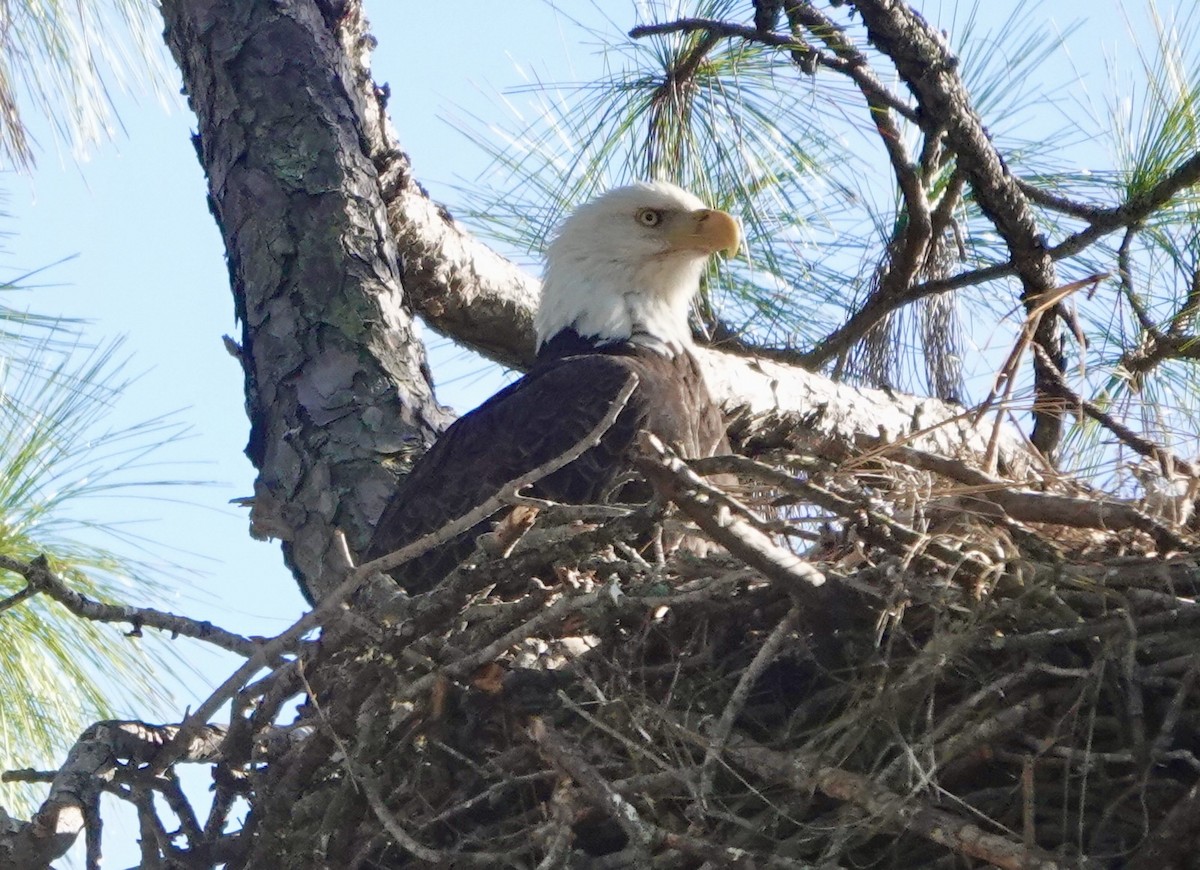 ハクトウワシ - ML647348172