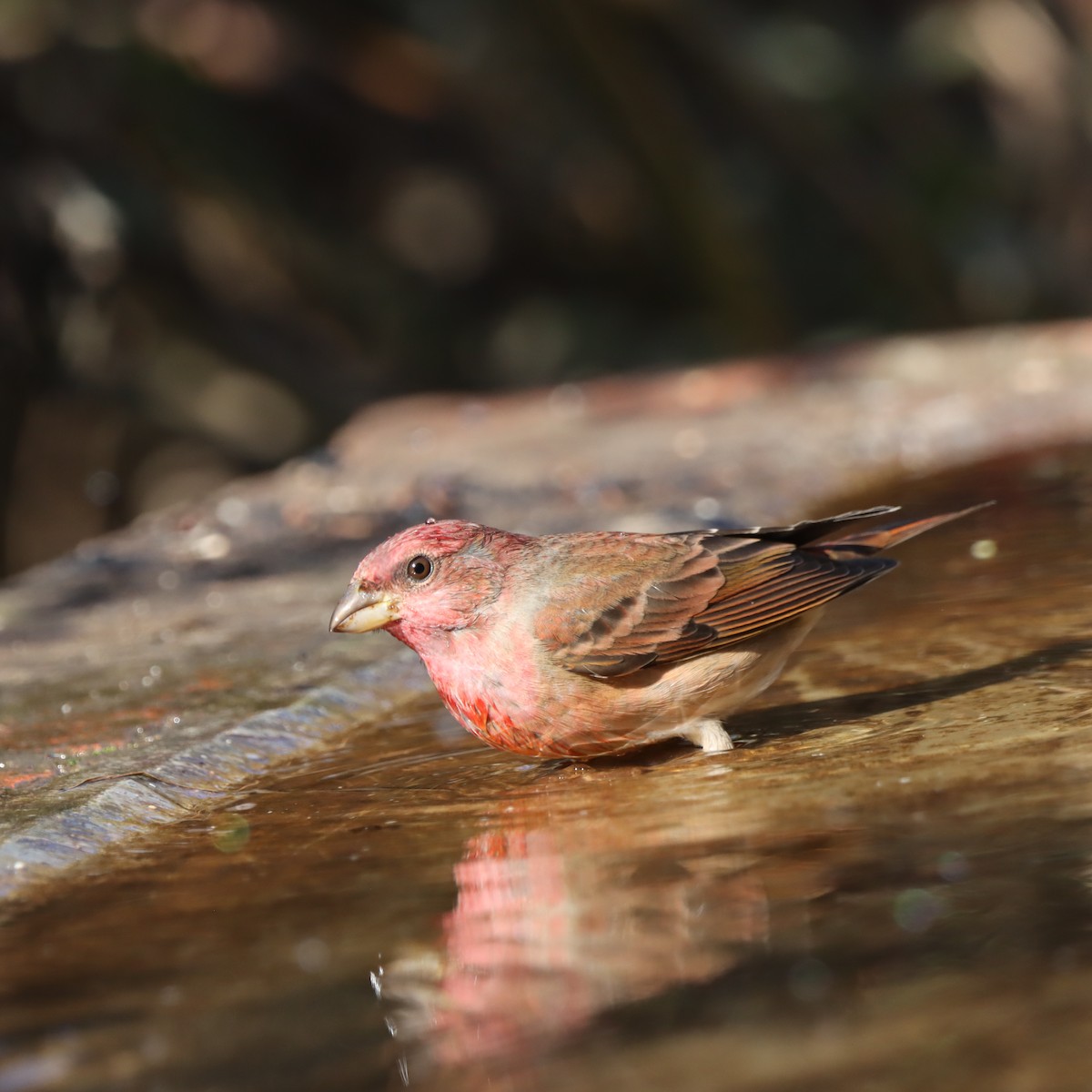 アカマシコ - ML647348173