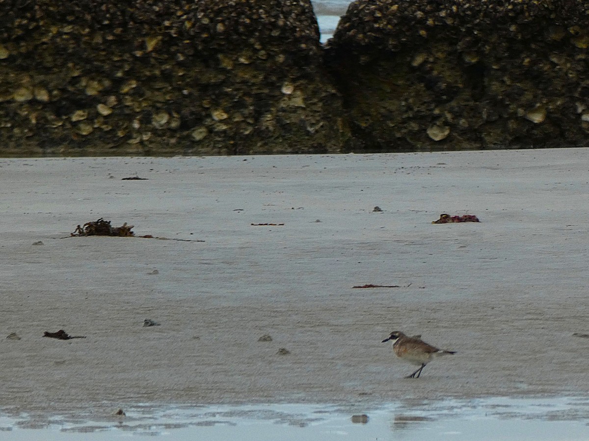 メダイチドリ - ML647348174