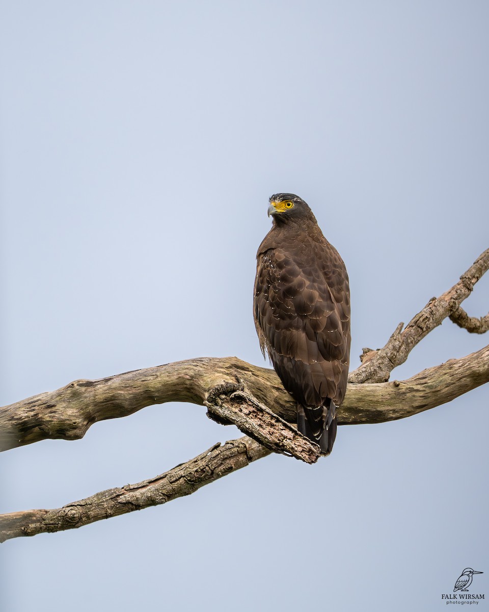 カンムリワシ - ML647348175