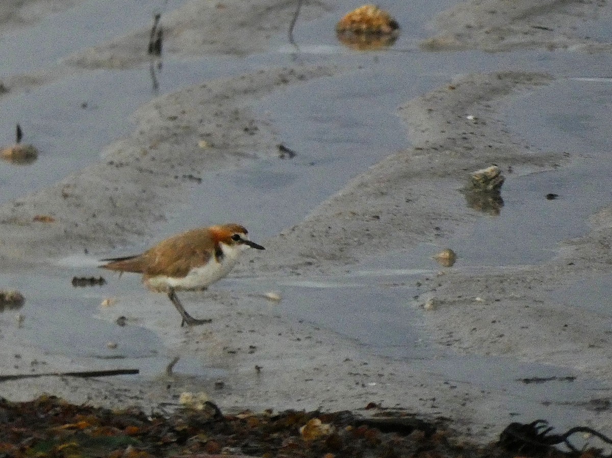 Red-capped Plover - ML647348179