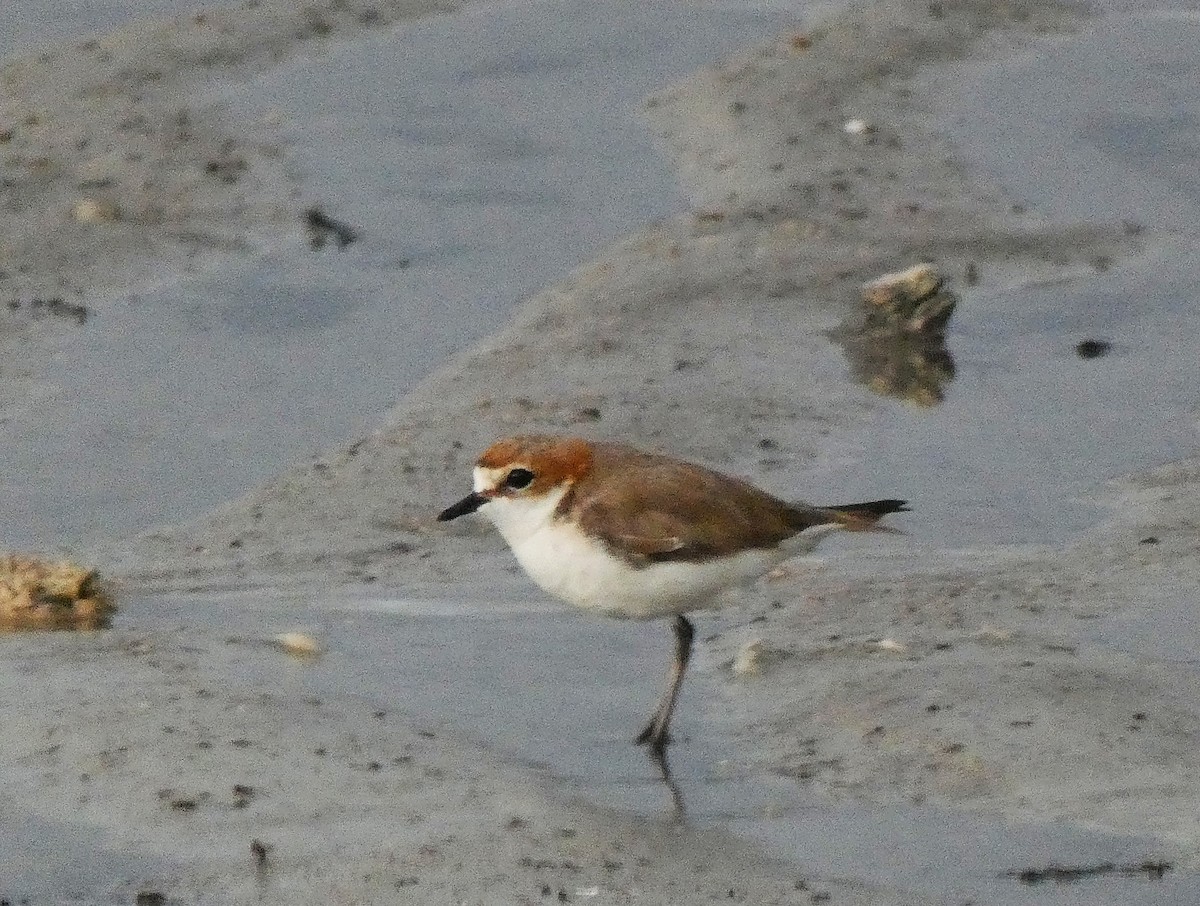Red-capped Plover - ML647348180