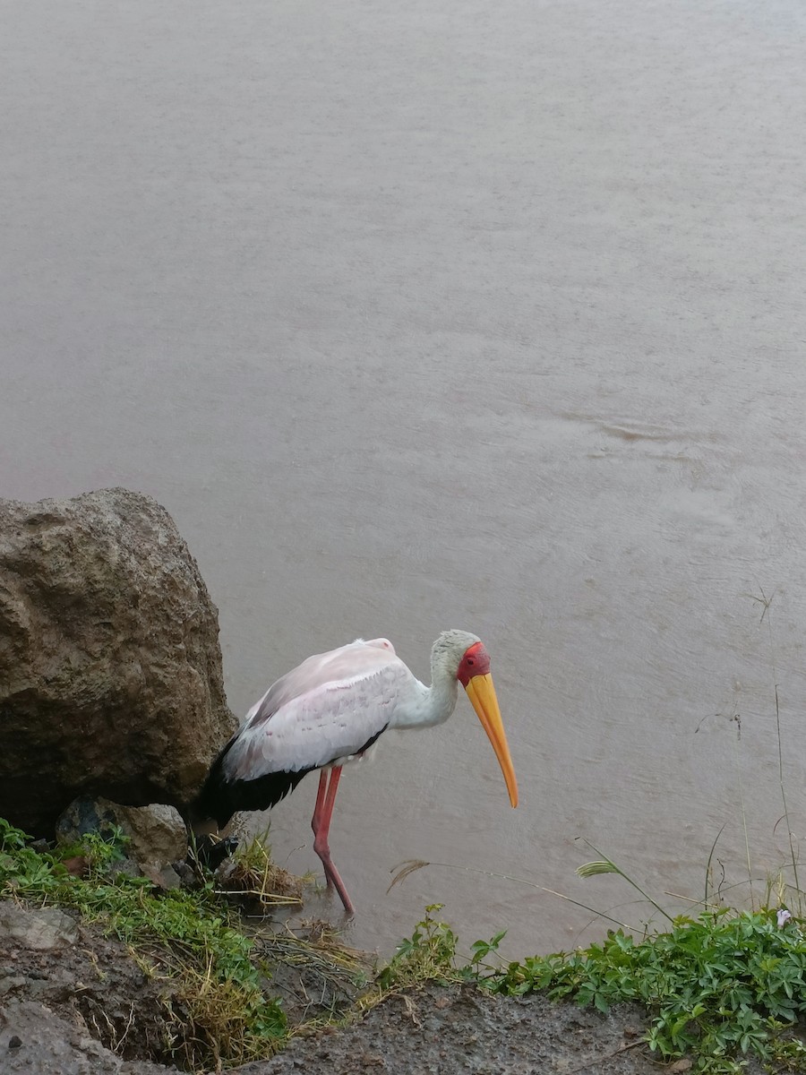 Yellow-billed Stork - ML647348191