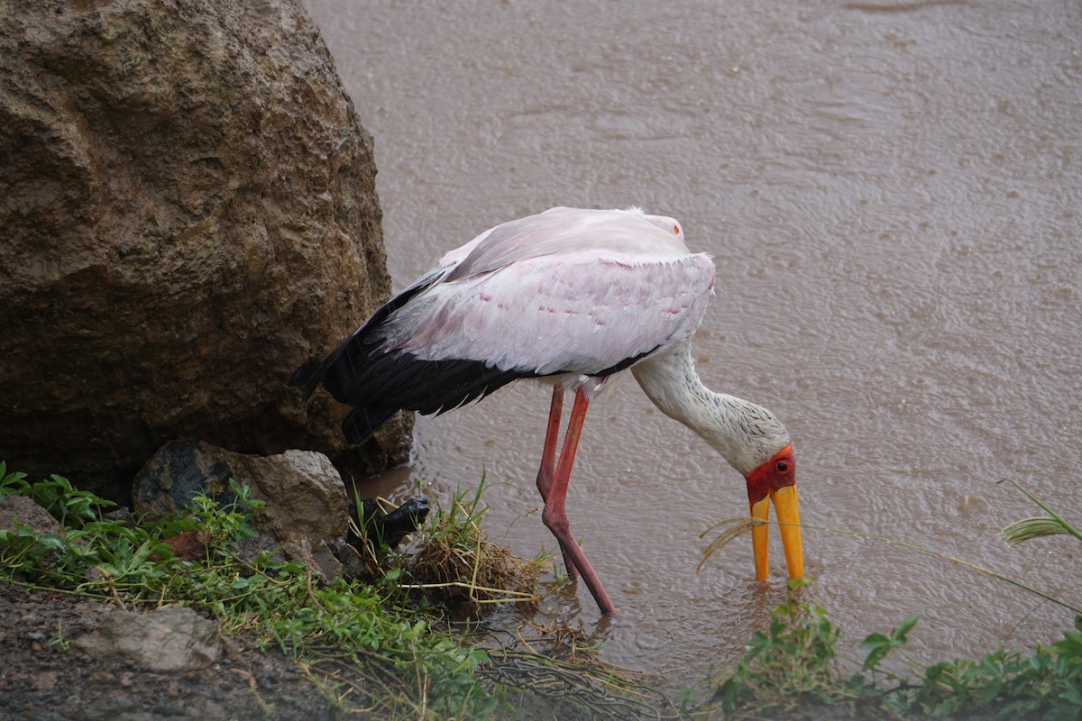 Yellow-billed Stork - ML647348194