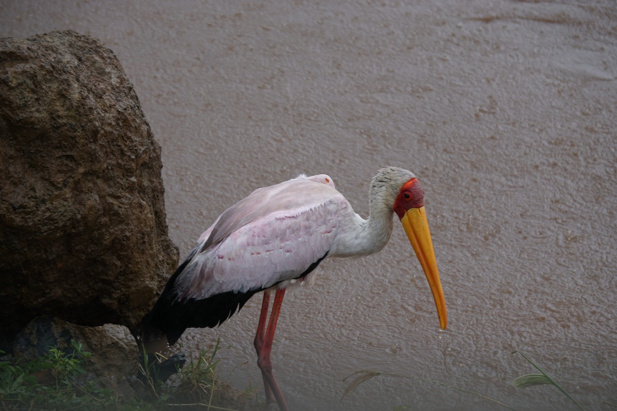 Yellow-billed Stork - ML647348195