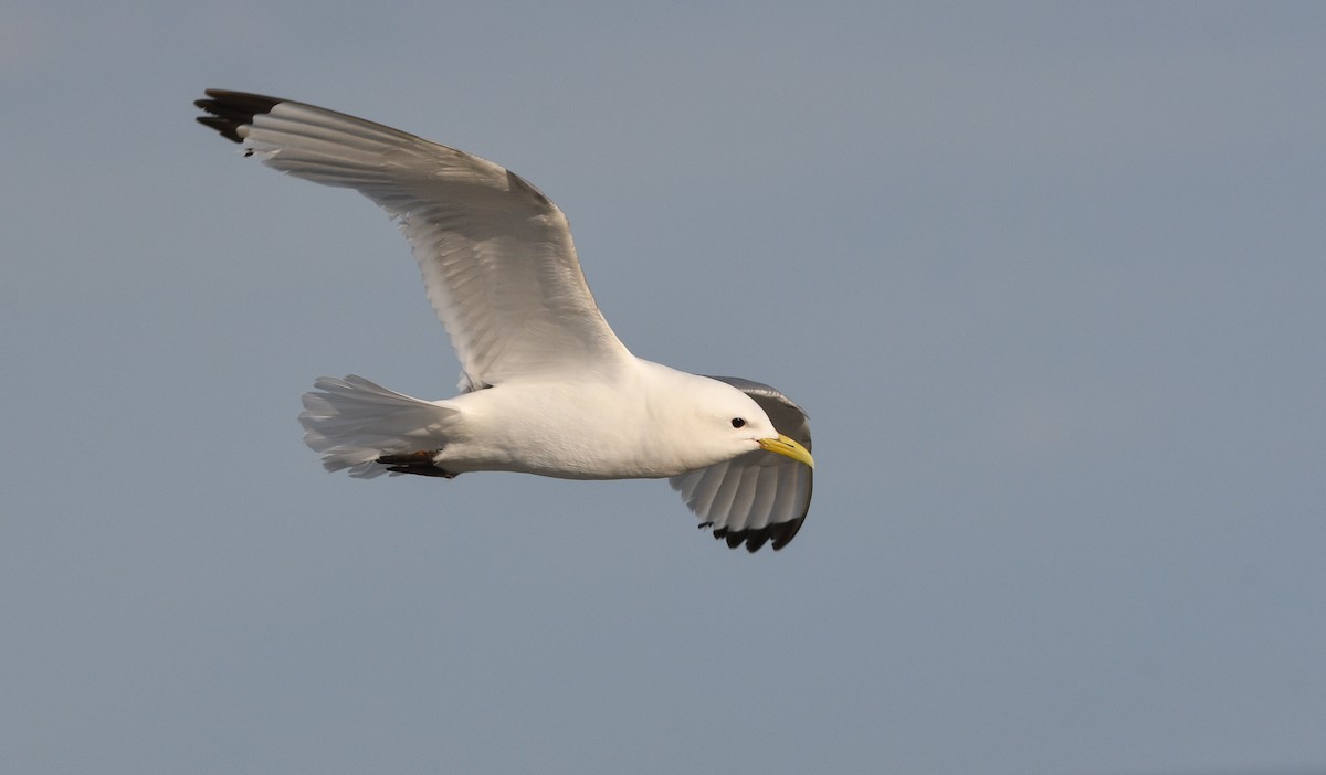 Black-legged Kittiwake - ML647348209