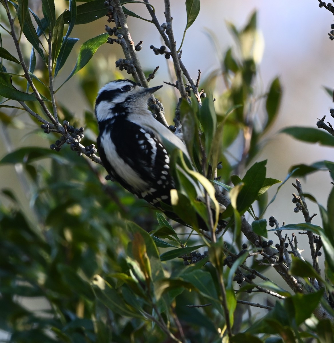 Downy Woodpecker - ML647348219