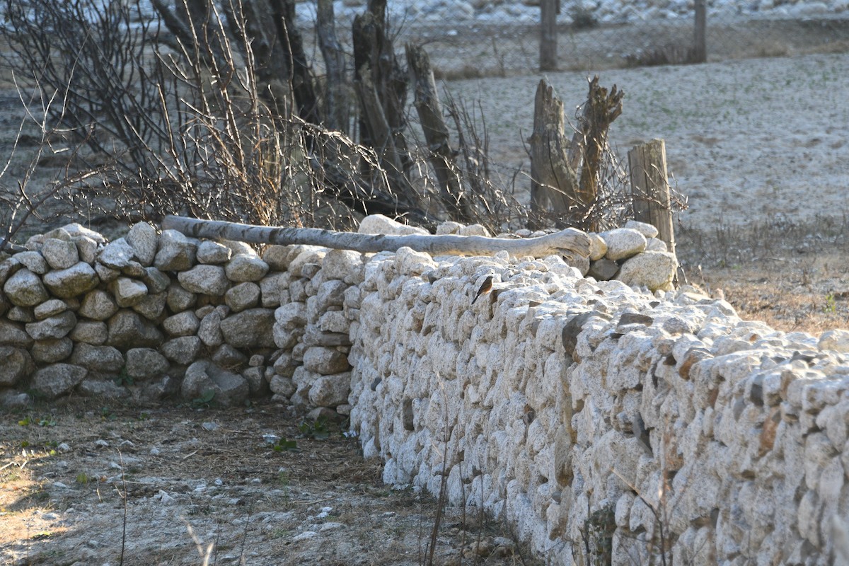 Rock Bunting - ML647348220