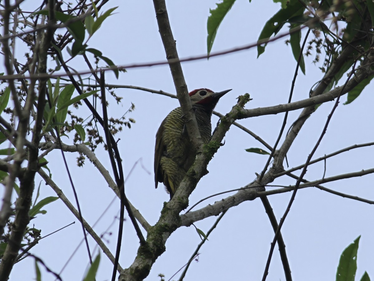 Golden-olive Woodpecker - ML647348221