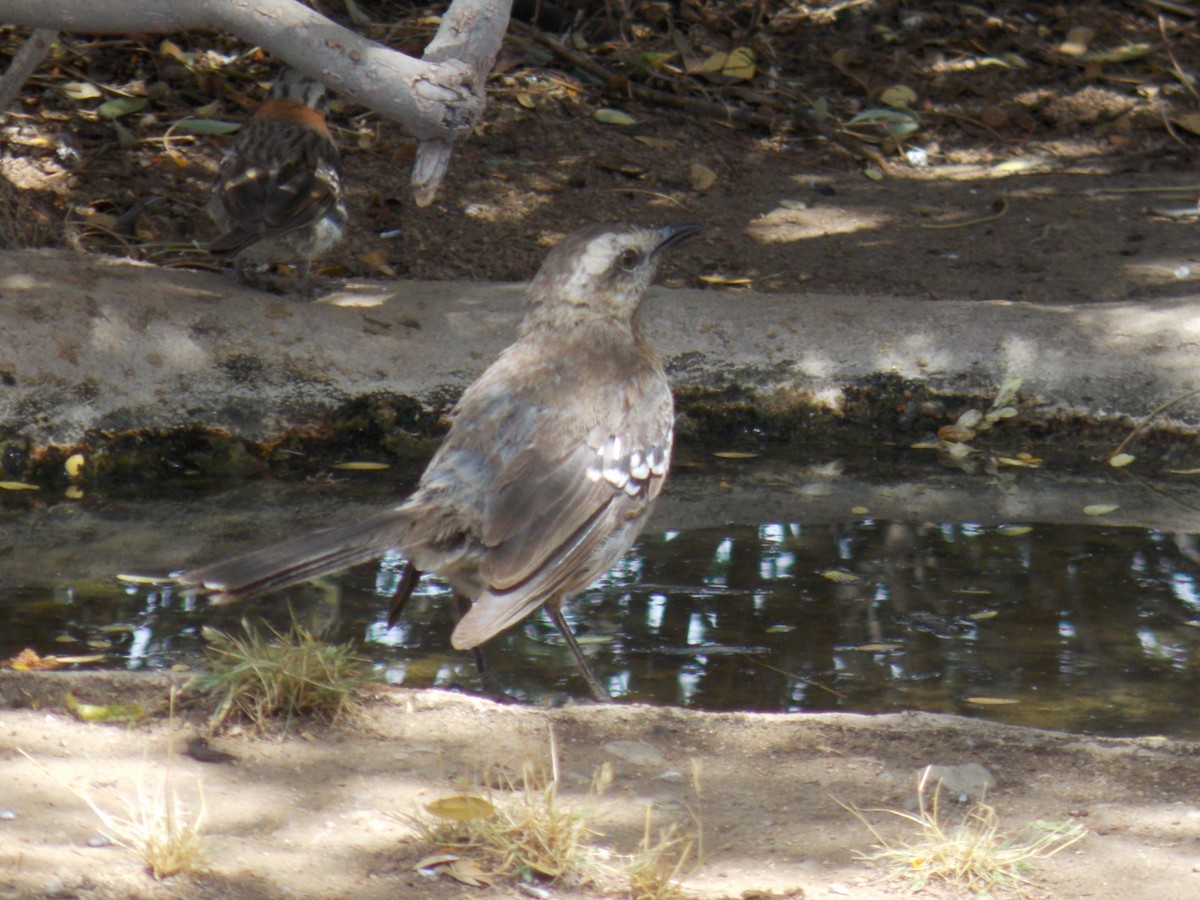 Chilean Mockingbird - ML647348222