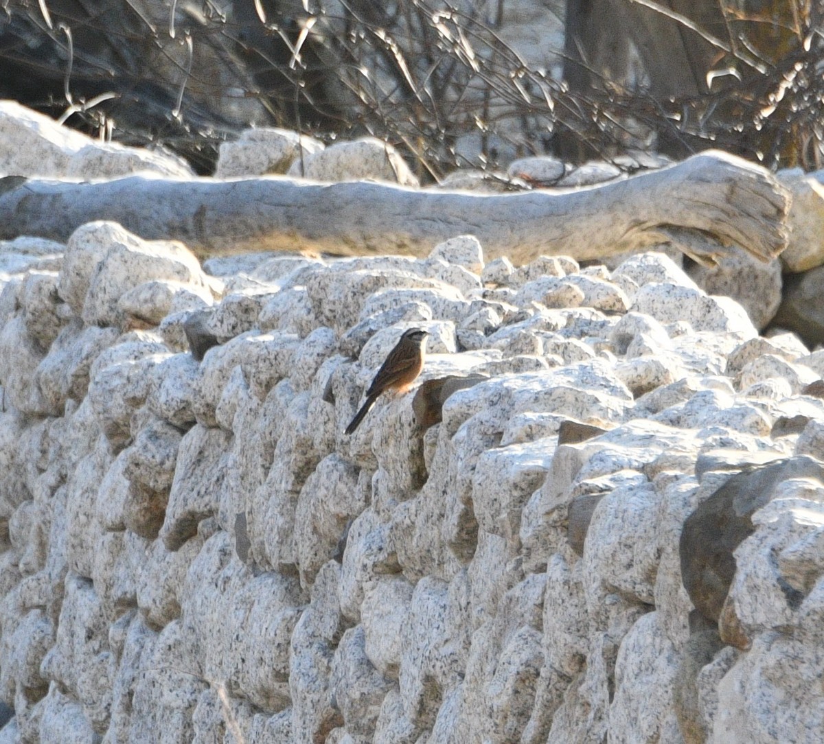 Rock Bunting - ML647348227