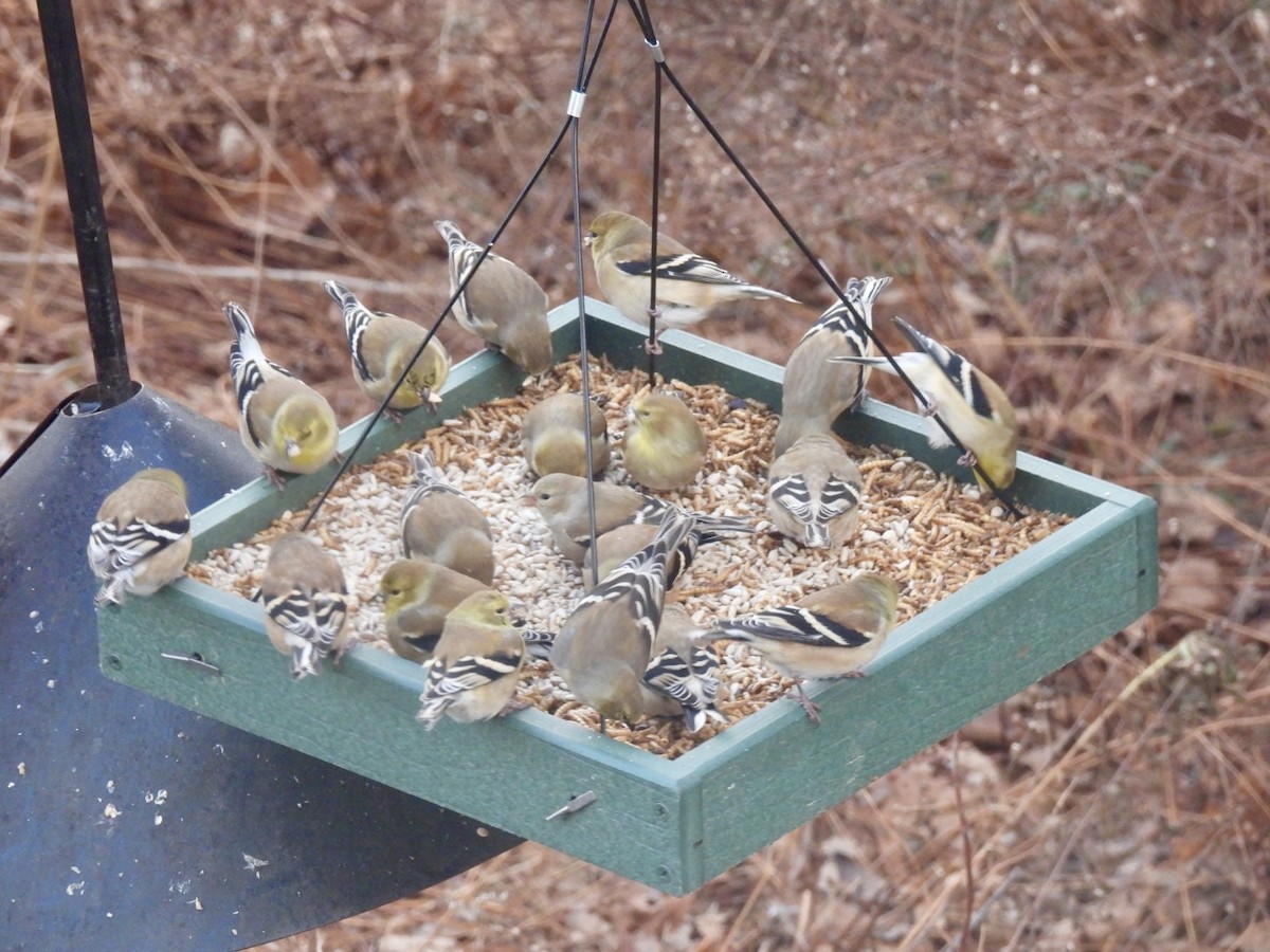 American Goldfinch - ML647348247