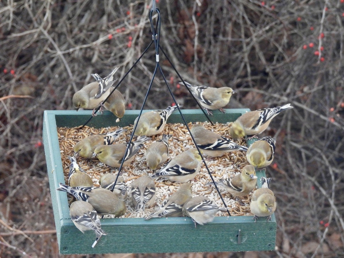 American Goldfinch - ML647348248