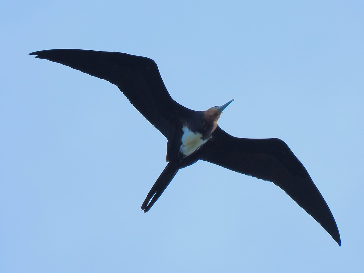 Lesser Frigatebird - ML647348259