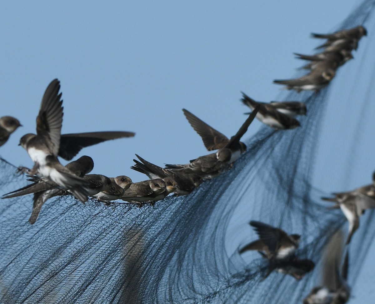 Bank Swallow - ML647348265