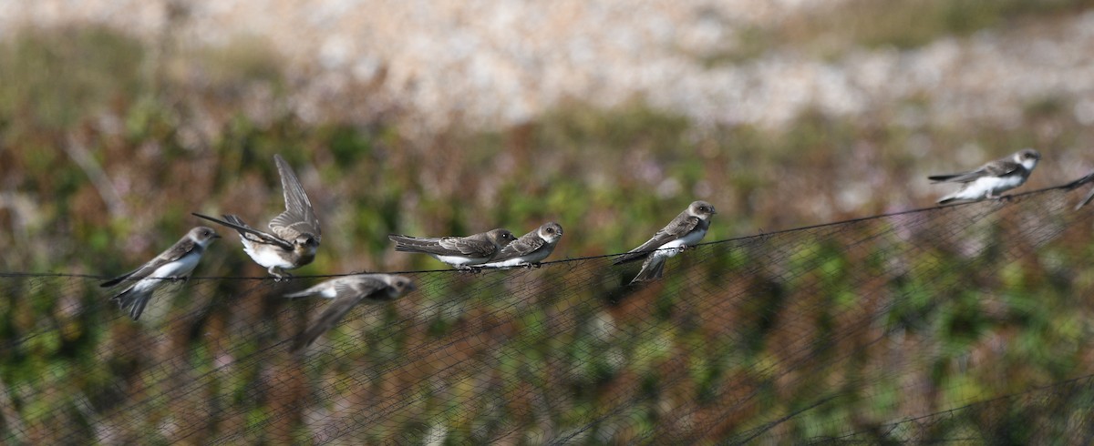 Bank Swallow - ML647348266