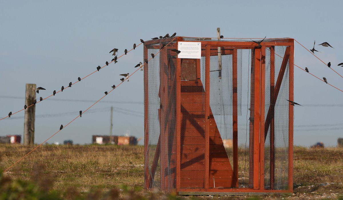 Bank Swallow - ML647348267