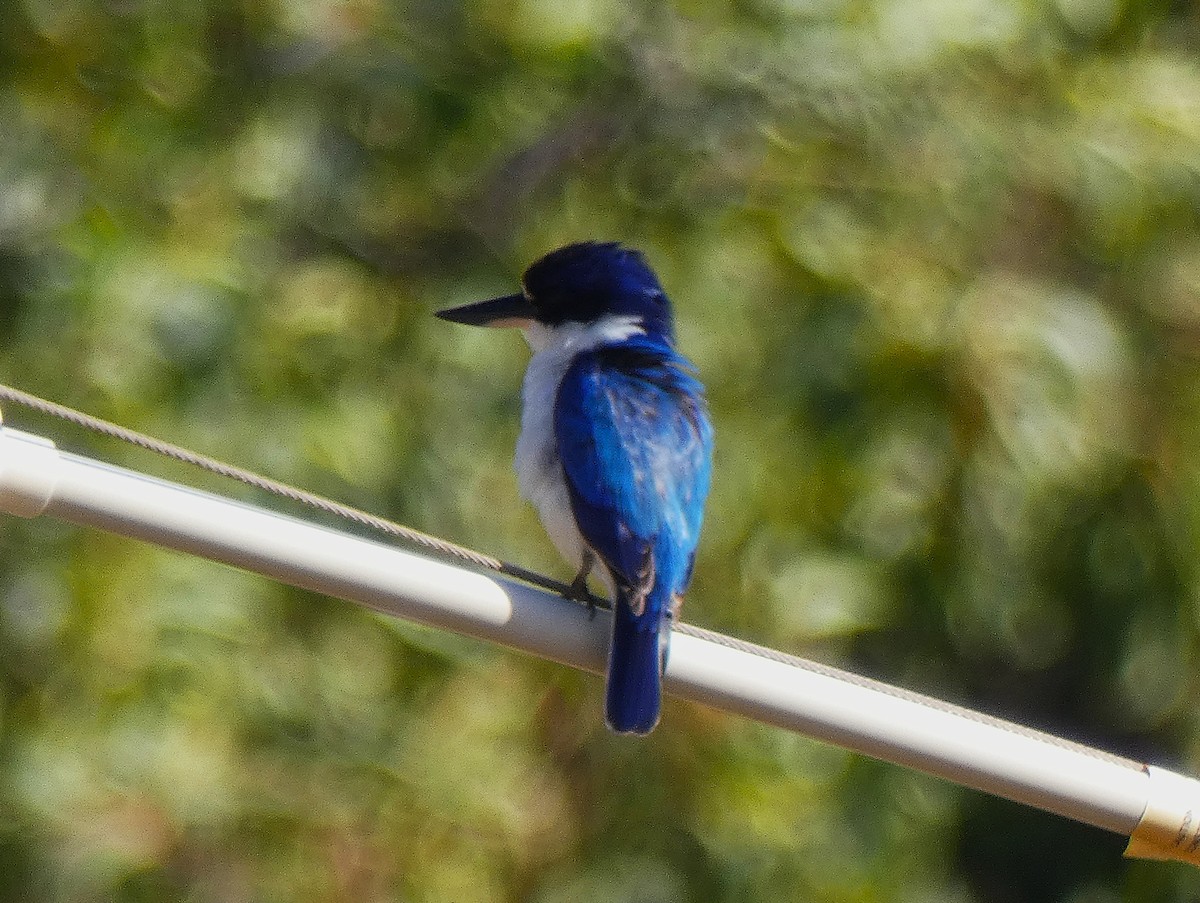 Forest Kingfisher - ML647348271