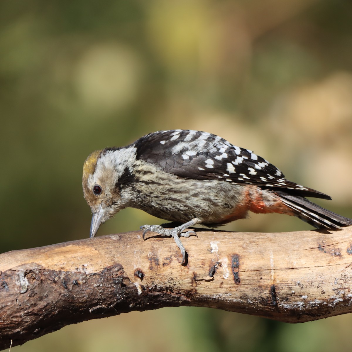 bergspett - ML647348273