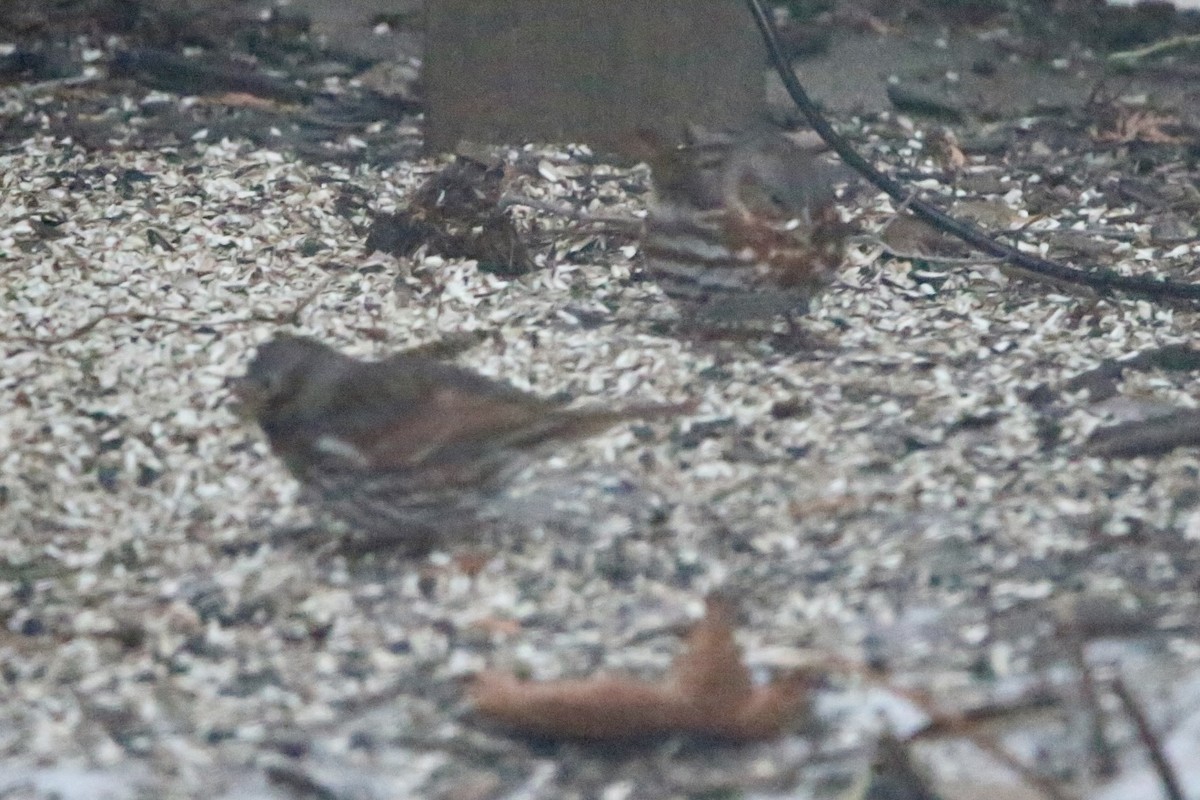 Passerella variabile - ML647348276