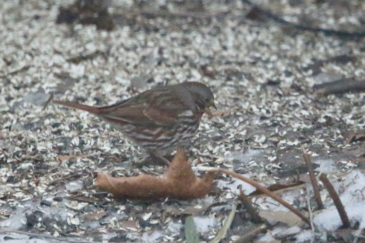 Passerella variabile - ML647348277