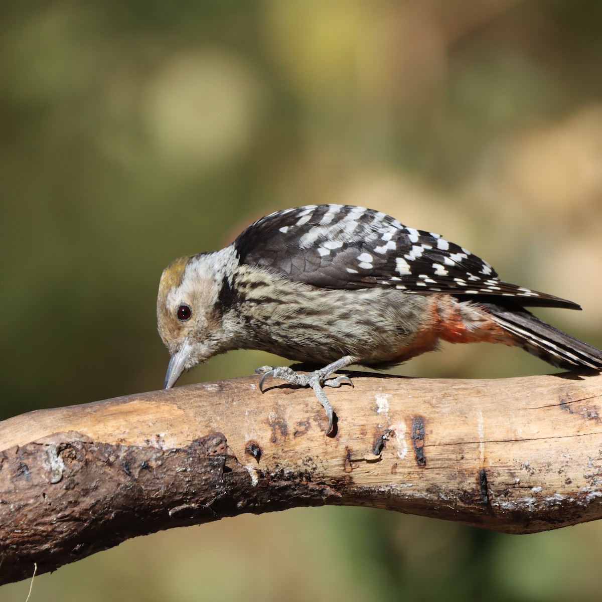 bergspett - ML647348279