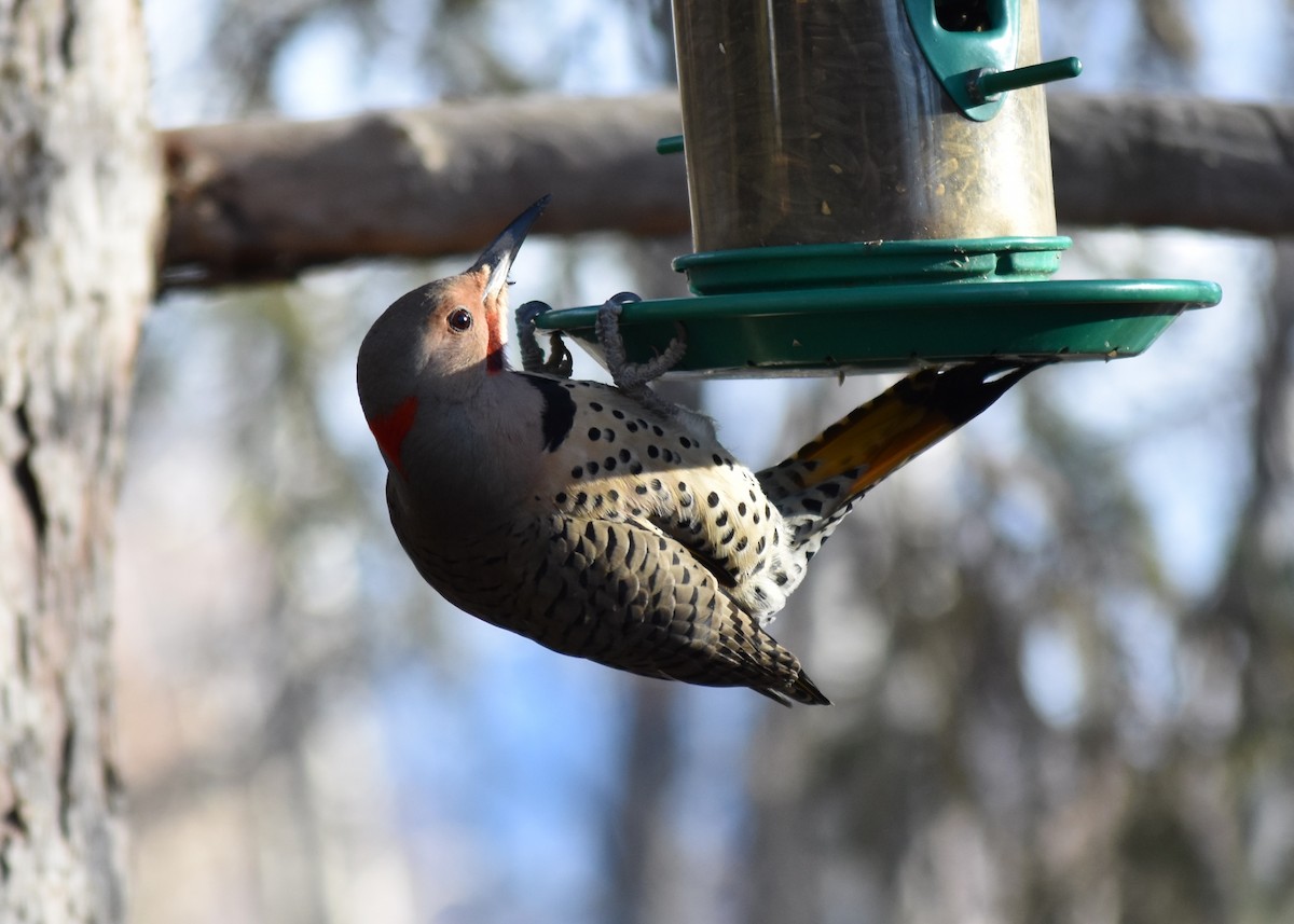 Altın Ağaçkakan (luteus x cafer) - ML647348280