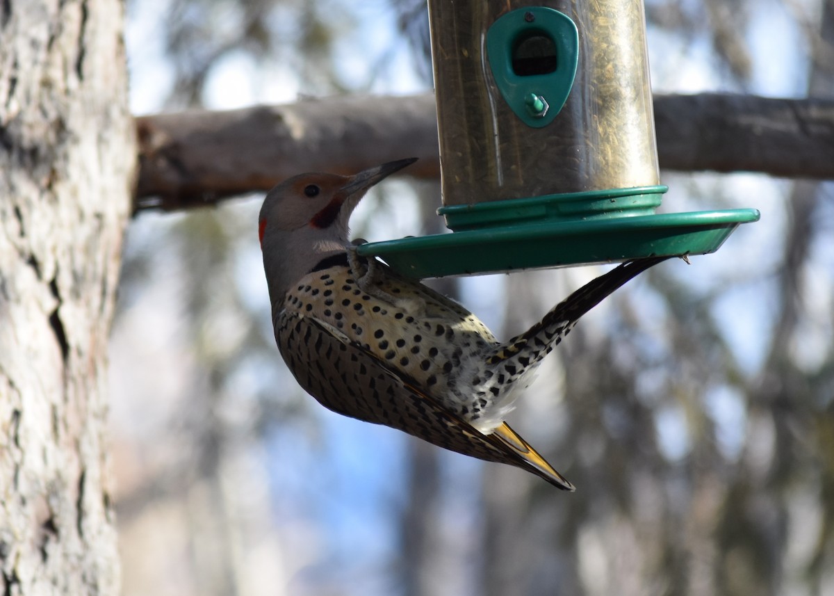 Altın Ağaçkakan (luteus x cafer) - ML647348281