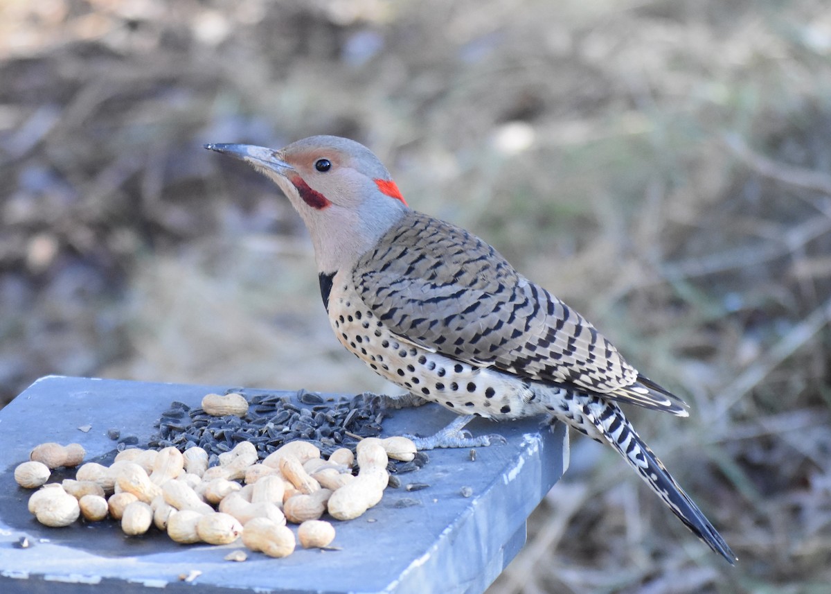 Altın Ağaçkakan (luteus x cafer) - ML647348282