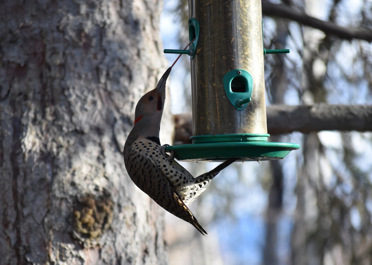 Altın Ağaçkakan (luteus x cafer) - ML647348283
